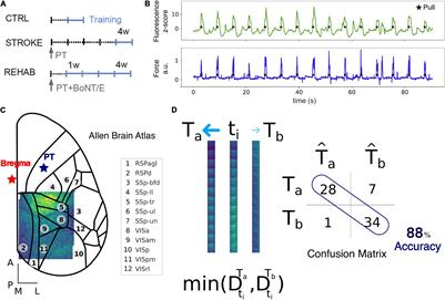 Tracking the Effect of Therapy With Single-Trial Based Classification After Stroke